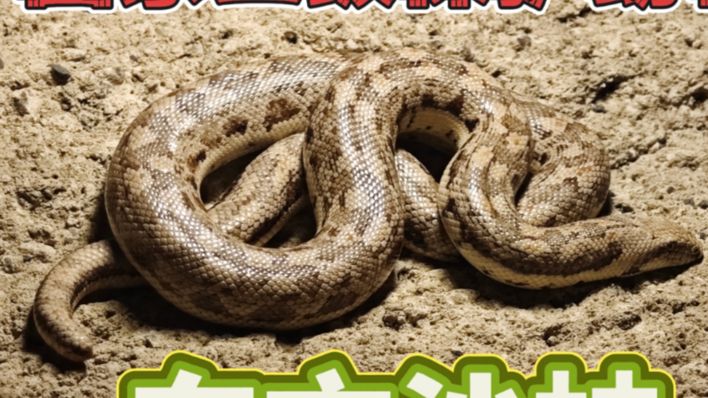 国家二级保护动物『东方沙蚺』