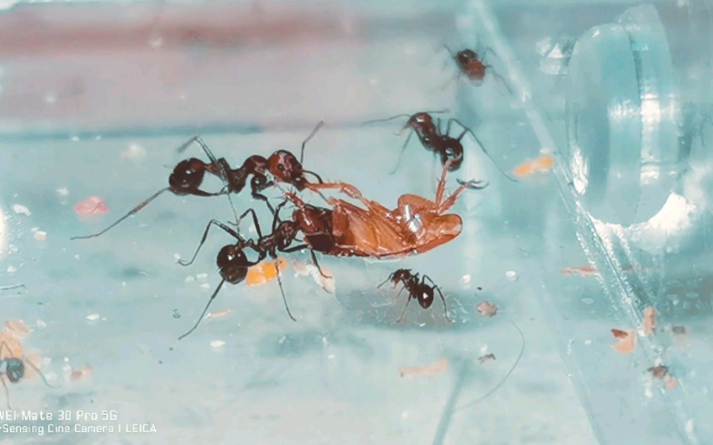 巨首收获蚁(肯尼亚收获蚁)与螂共舞