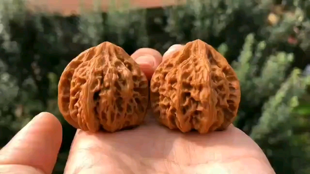 文玩核桃小众承德火苗狮子头文玩核桃手串