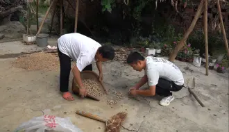 下载视频: 落雨收花生咯！在家简单嗦上一碗宜宾燃面，开胃过瘾，吃完去给大家寄大米