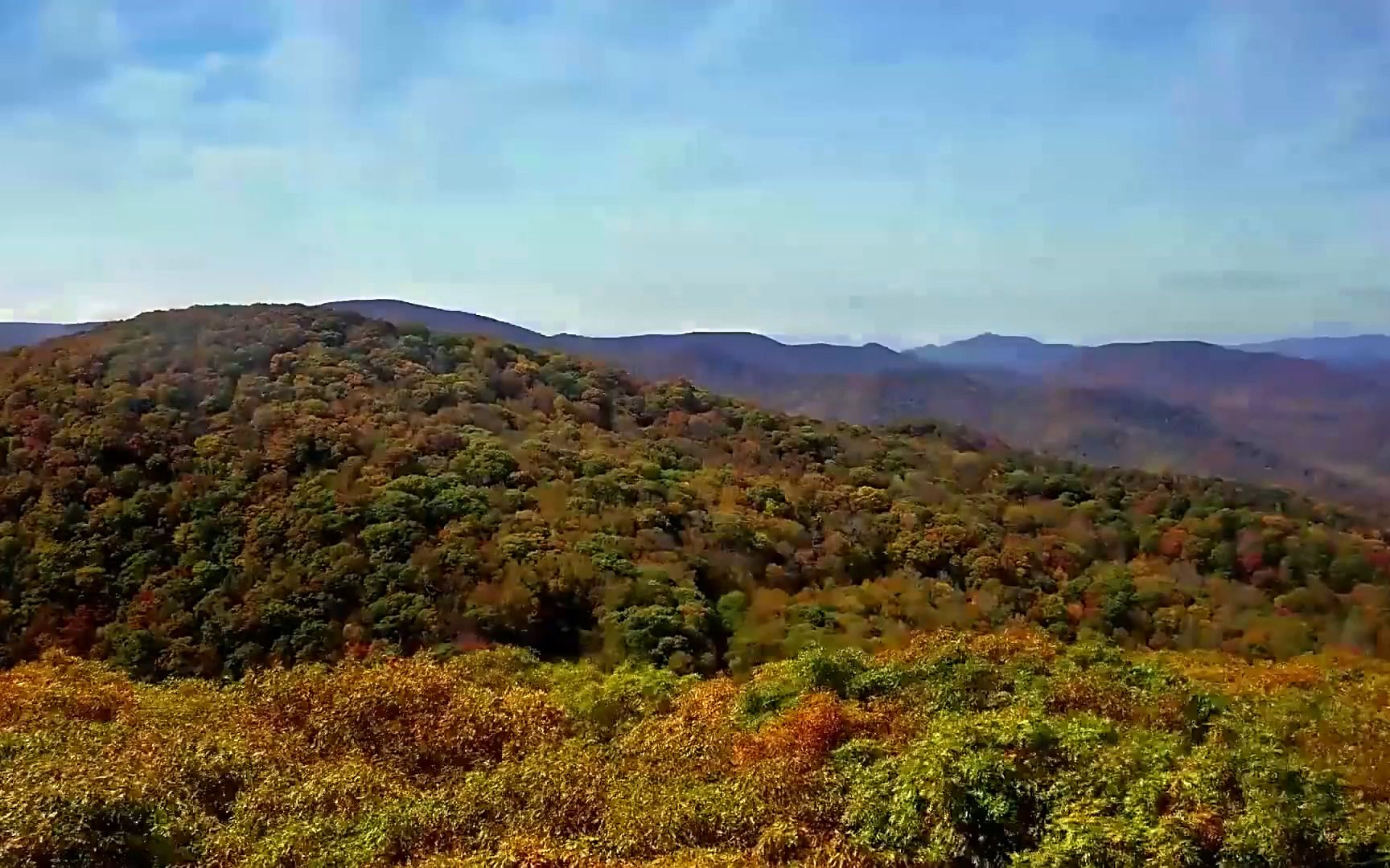 [图]【本草系列】红花