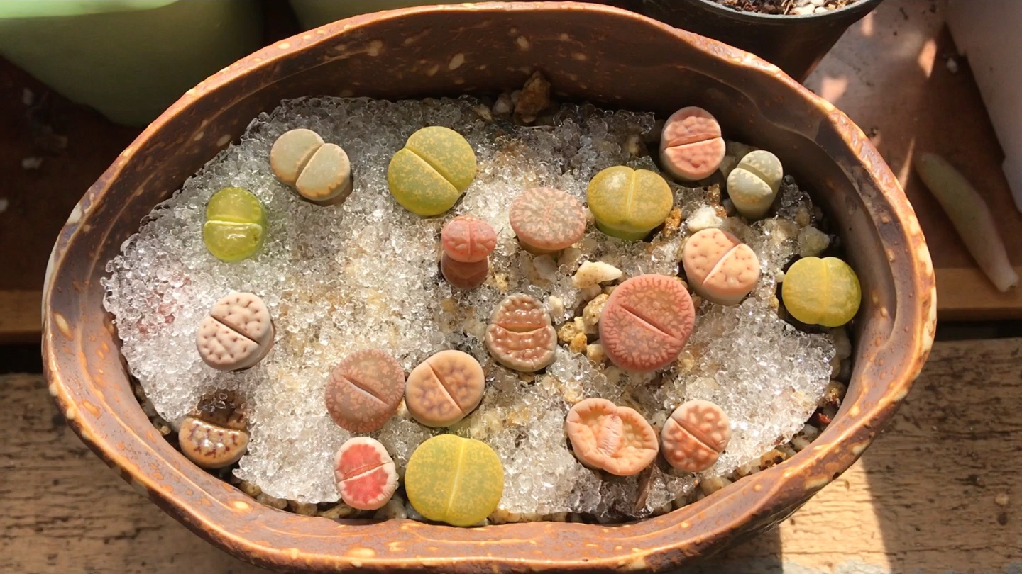 生石花,春桃玉,风铃