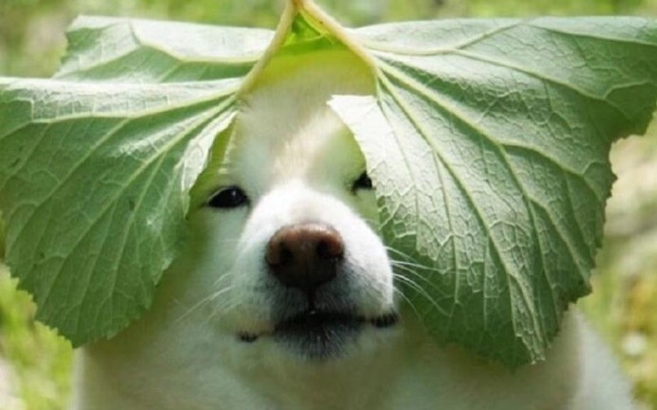 【朴彩英rosé】eyes closed翻唱