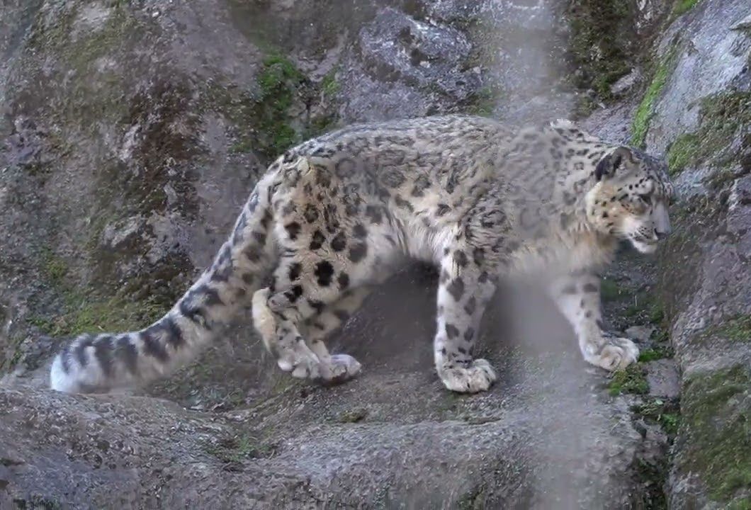 多摩动物园 慵懒的雪豹 pt.78