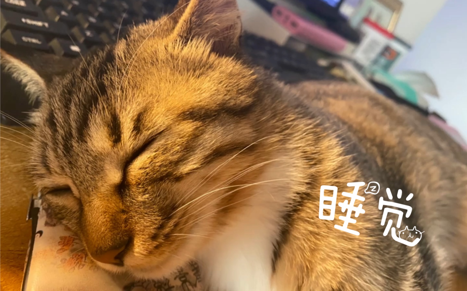 我在这工作呢非得蹭过来睡觉真可爱