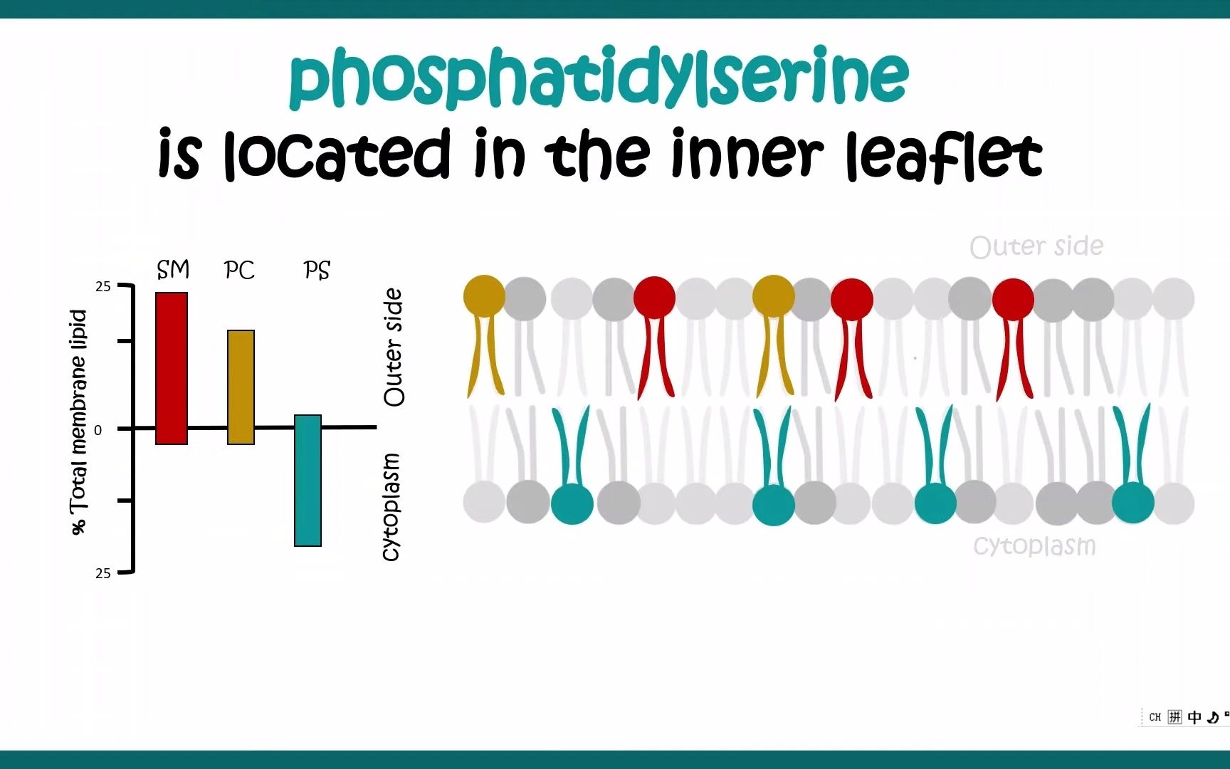 [图]Apoptosis assay