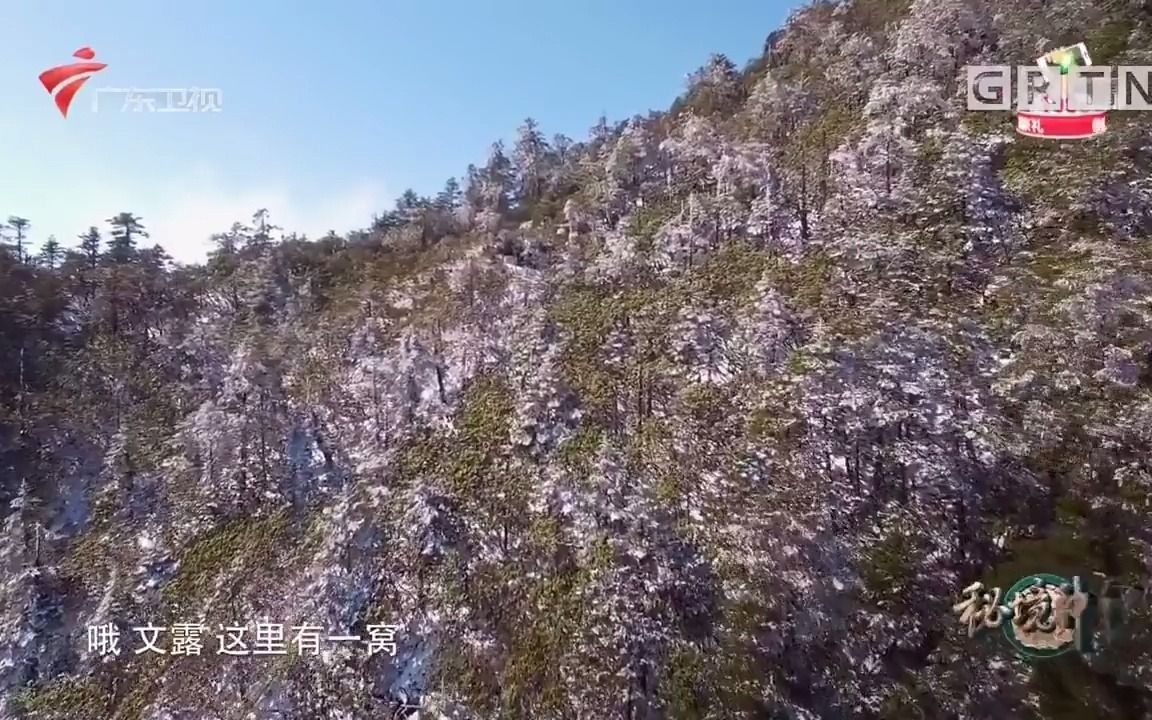 秘境神草 第一集 历险问药 岩蜜/海参刺豚/大黄雪茶/骆驼蓬子/红景天哔哩哔哩bilibili