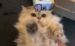 怎么会有这么可爱的小猪哟