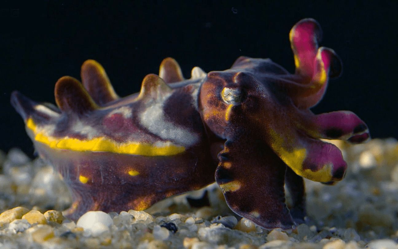 英字头足类幼崽好萌