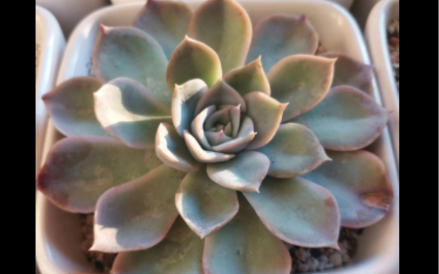 多肉植物 约瑟琳 xpachyveria jocelyns joy 月影系杂交品种 容易生