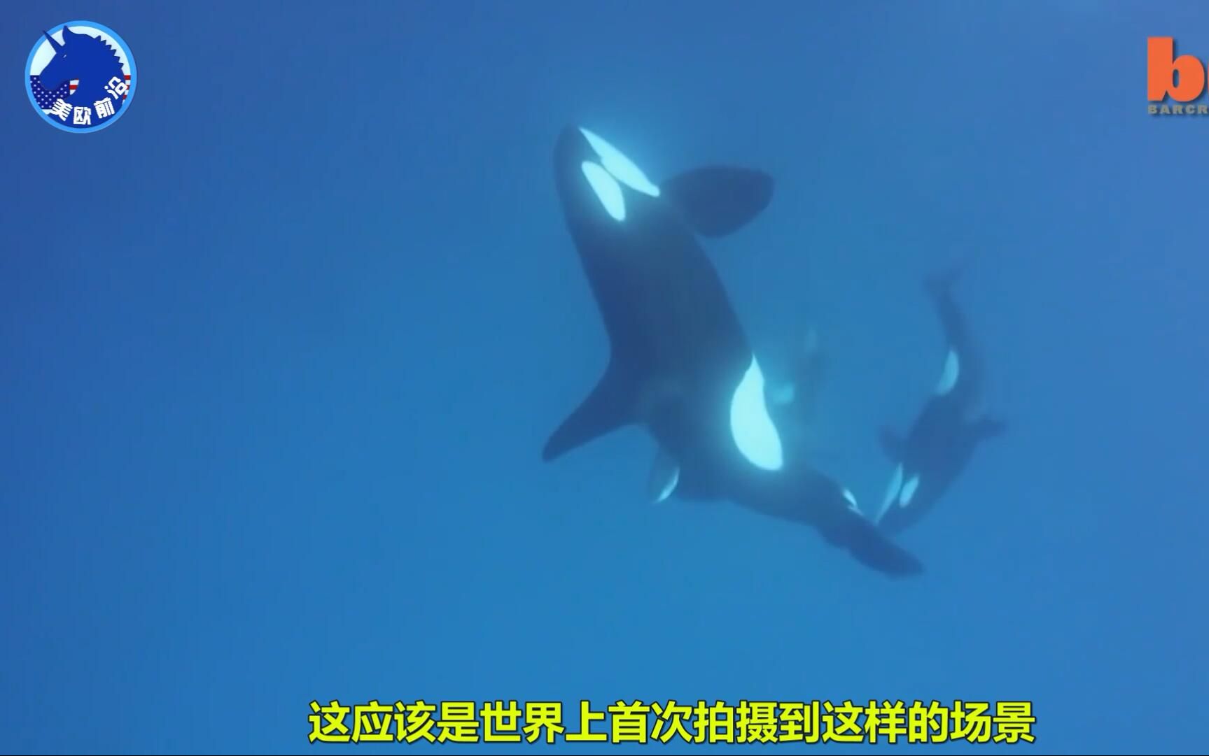 震撼人类第一次拍到海中两大霸王掠食者虎鲸和虎鲨大决斗