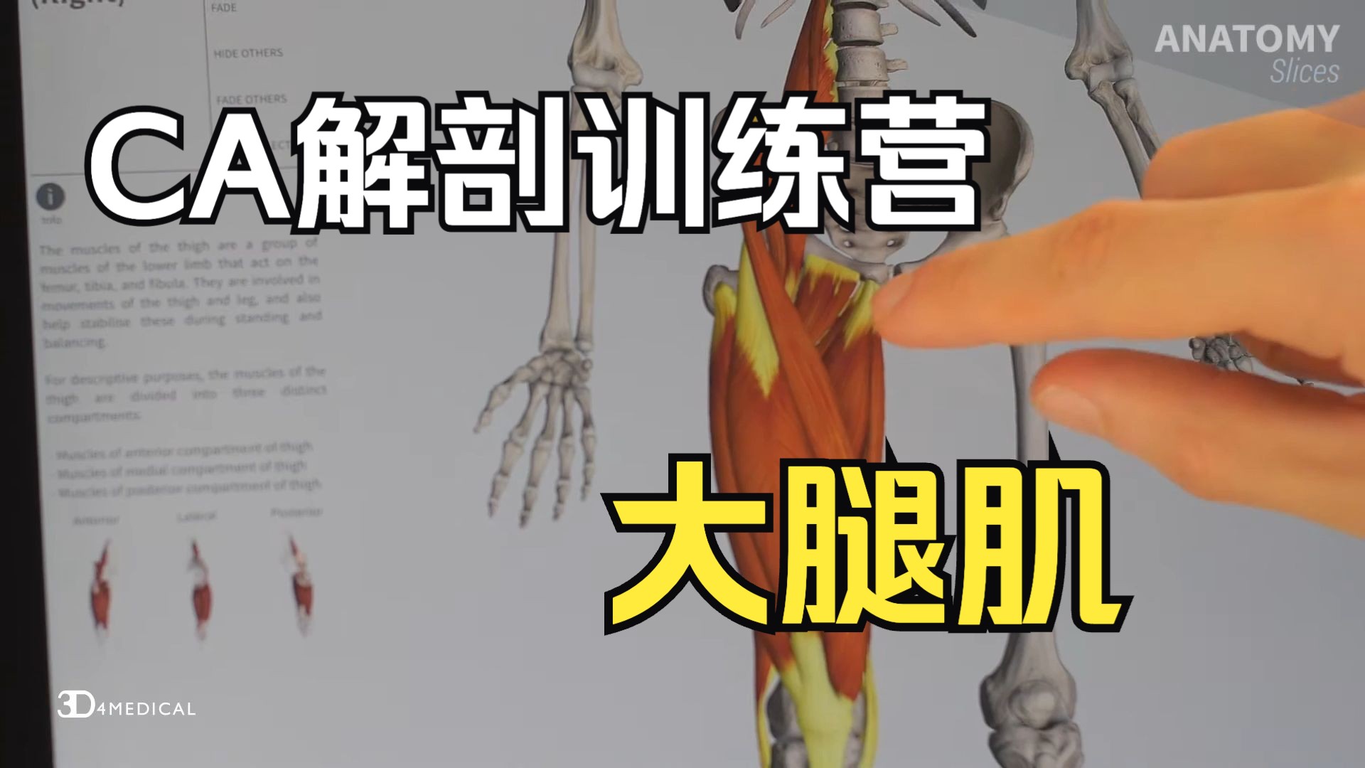 【硬核干货】从解剖学角度看大腿肌肉 Muscles of the Thigh Anatomy Slices哔哩哔哩bilibili