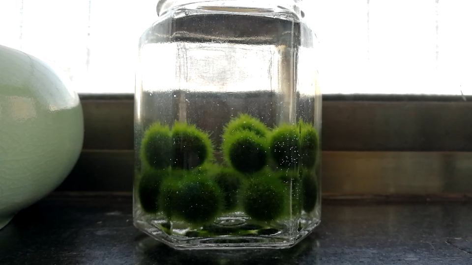 marimo换水后哔哩哔哩bilibili