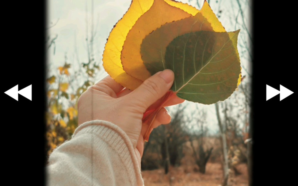 [图]又到一年秋 秋草黄