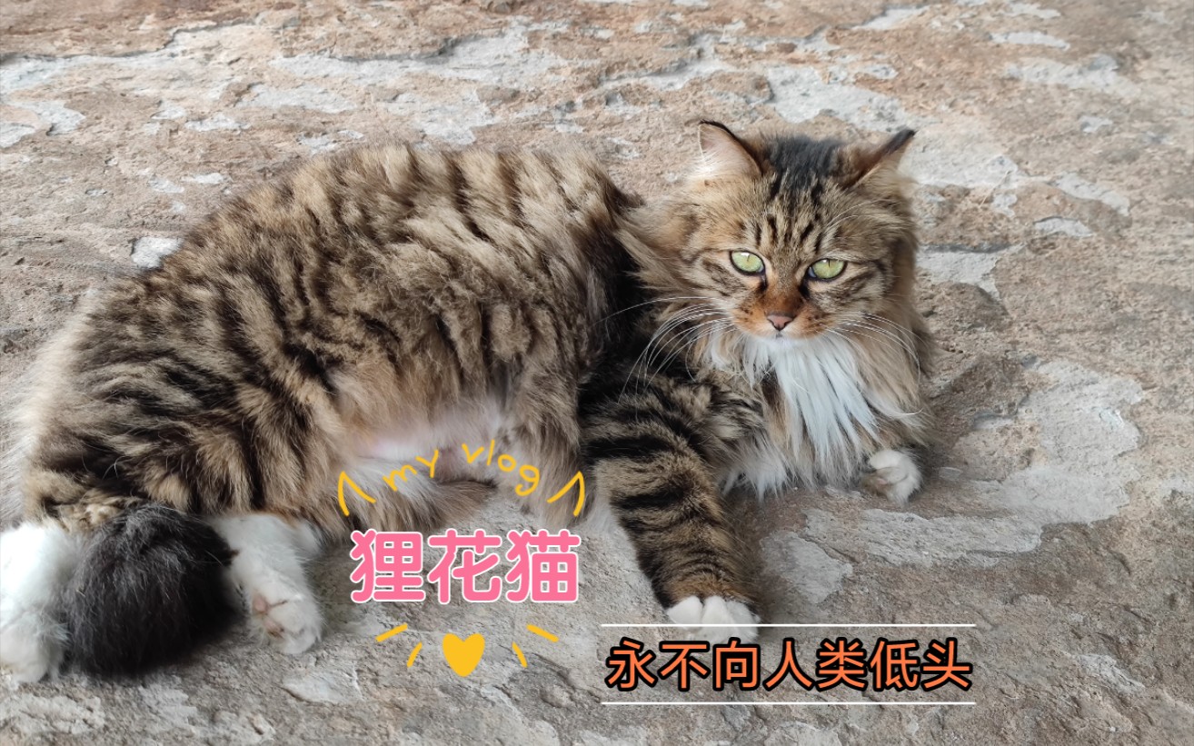 终于知道为啥橘猫比狸花猫受欢迎...哔哩哔哩bilibili