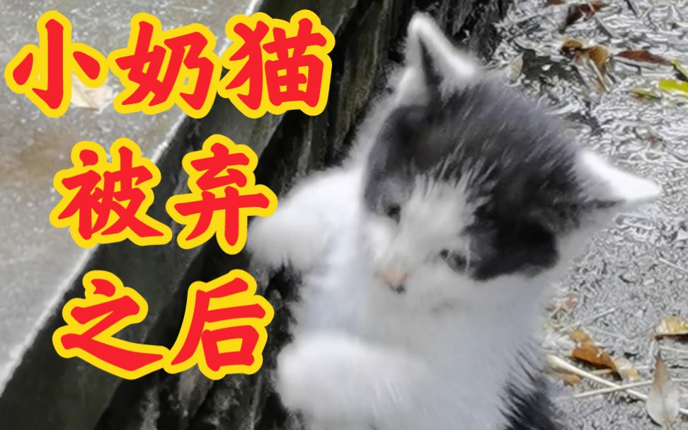 [图]小奶猫被弃之后