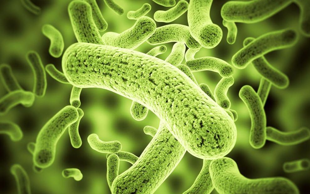 医学微生物学与寄生虫学 第三章细菌的感染与免疫