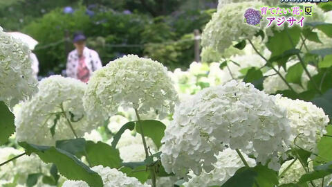 Nhk趣味园艺30 想种的花向日葵 光合作用园艺 哔哩哔哩 Bilibili Nhk趣味园艺30 想种的花向日葵 光合作用园艺 哔哩哔哩 Bilibili