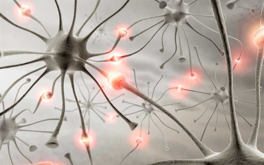 兴奋在神经元之间传递--选择性必修一----人教版生物