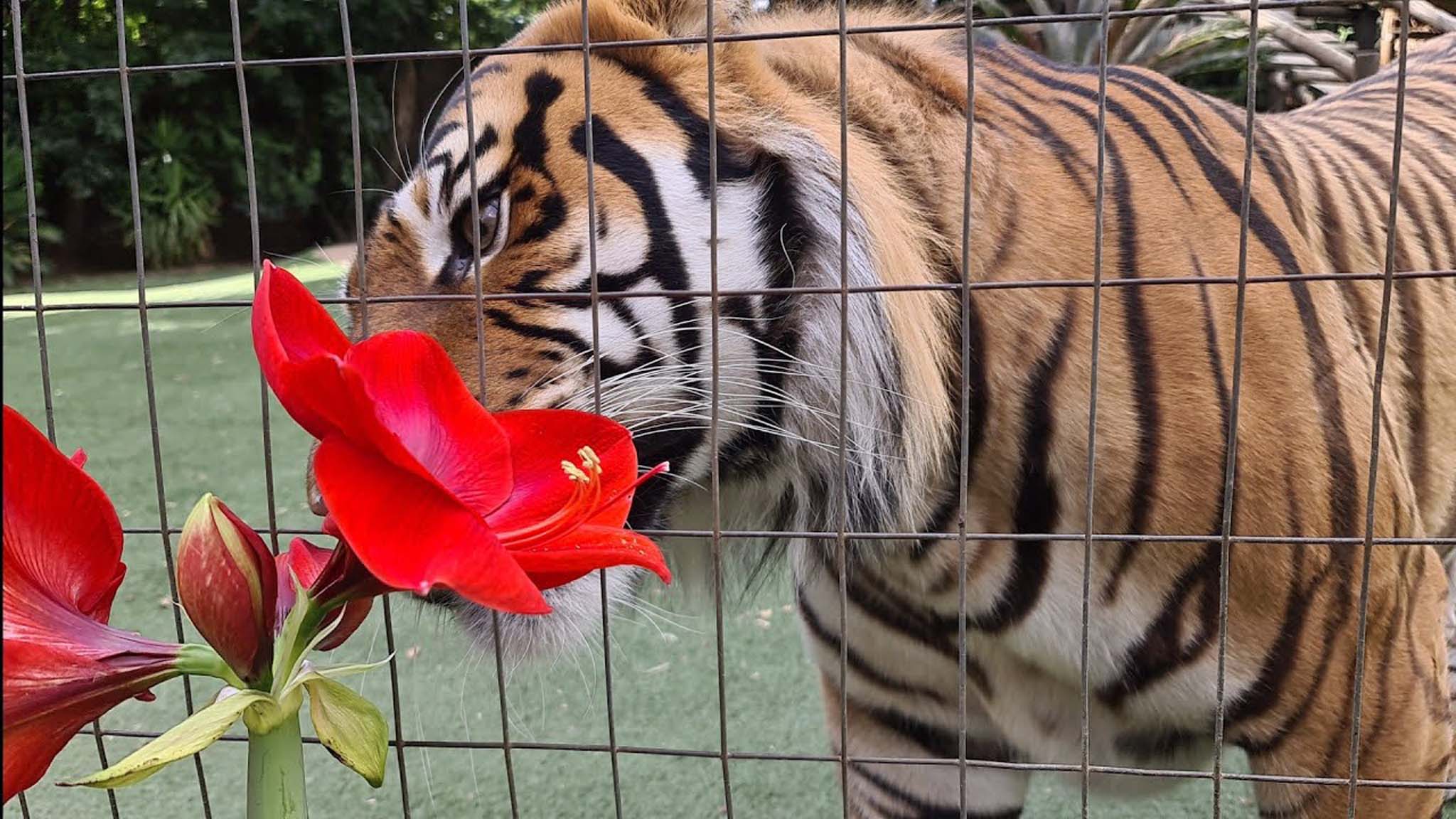 当老虎遇到红色,好奇的印支虎"迭戈" ~(南非圈养老虎)_哔哩哔哩 (゜