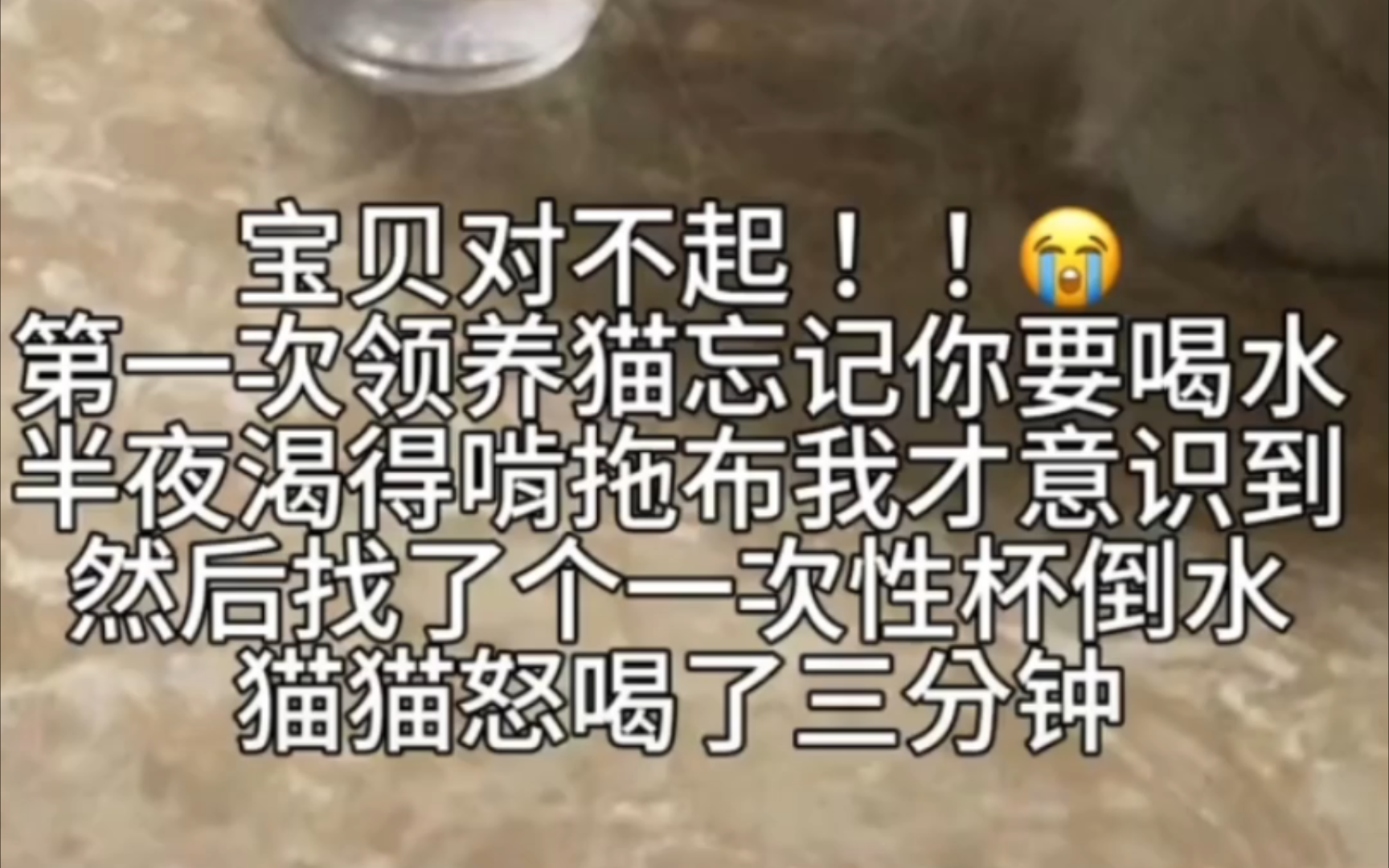 猫:终于喝到水了哔哩哔哩bilibili