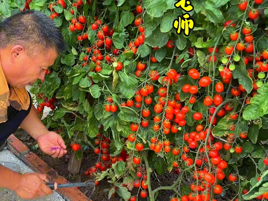 又到了种植秋豆角的季节哔哩哔哩bilibili