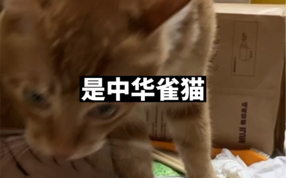 波霸是一只雀猫哔哩哔哩bilibili