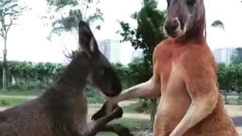 袋鼠的求爱悲剧身材好就是傲娇 哔哩哔哩