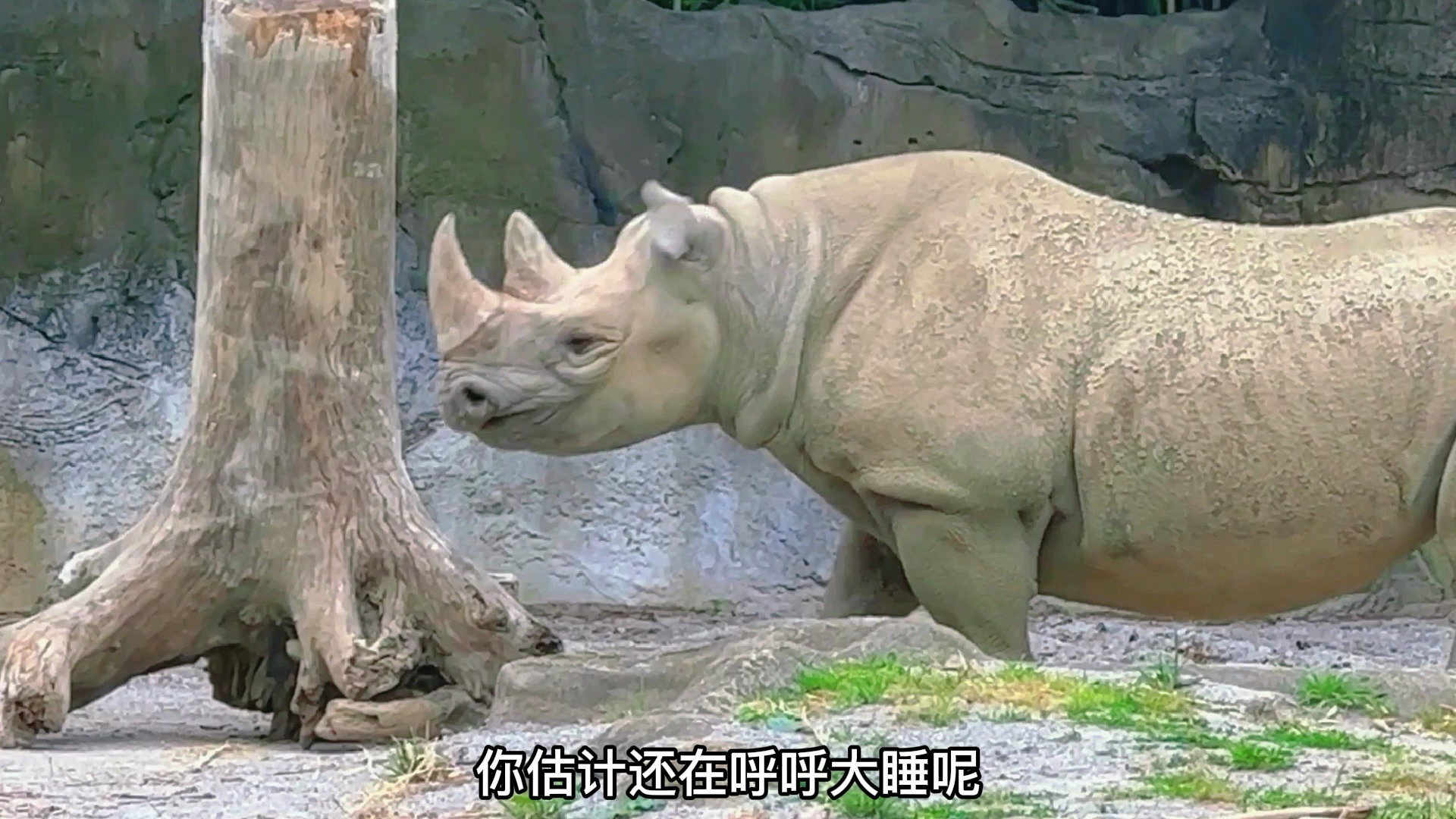 犀牛草原第一刺客是怎样练成的! #搞笑配音