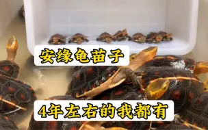 Download Video: 你想养大的安缘龟还是想养安缘龟头呢？喜欢安缘龟的找我#适合全国各地饲养 #黄缘闭壳龟 #安缘龟 #助农扶农 #抖音萌宠