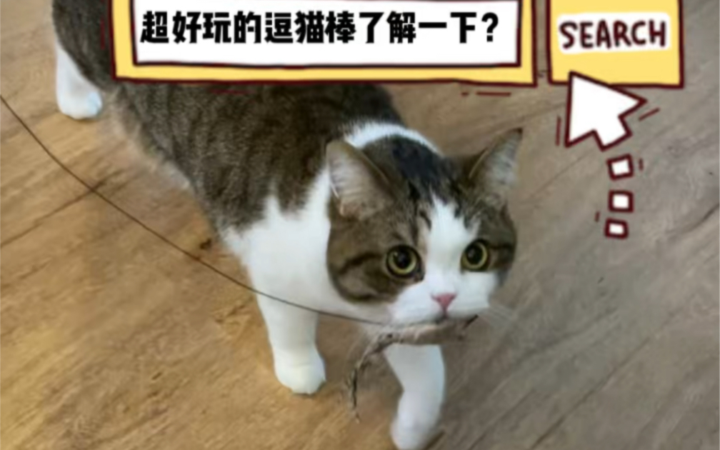 (破)逗猫棒推广大使~哔哩哔哩bilibili