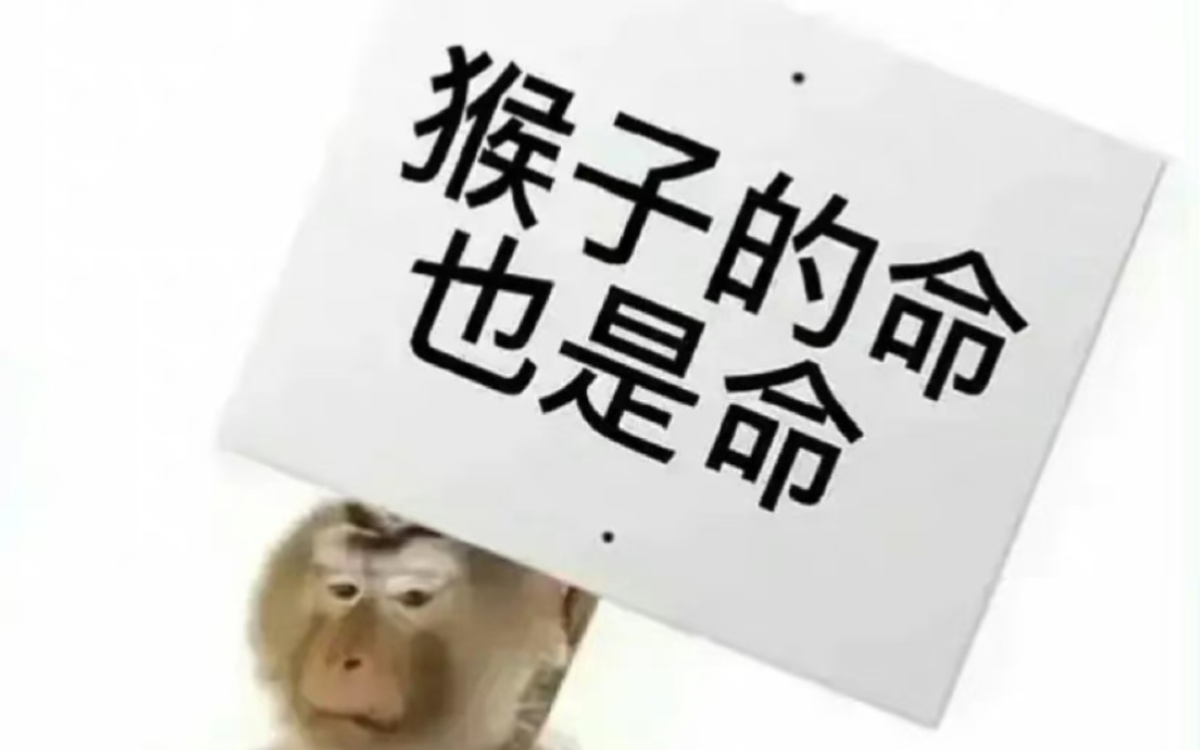 侯明昊:猴子92的命也是命啊