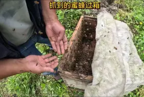 诱到的蜜蜂过箱就这么简单，野外收回来一窝蜜蜂，借子脾稳定情绪