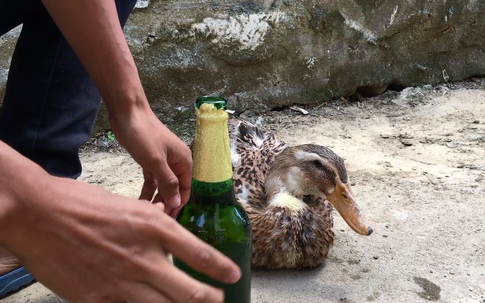 鸭子怎么拔毛才快?小伙教你这一招,拔鸭毛像脱衣服一样快