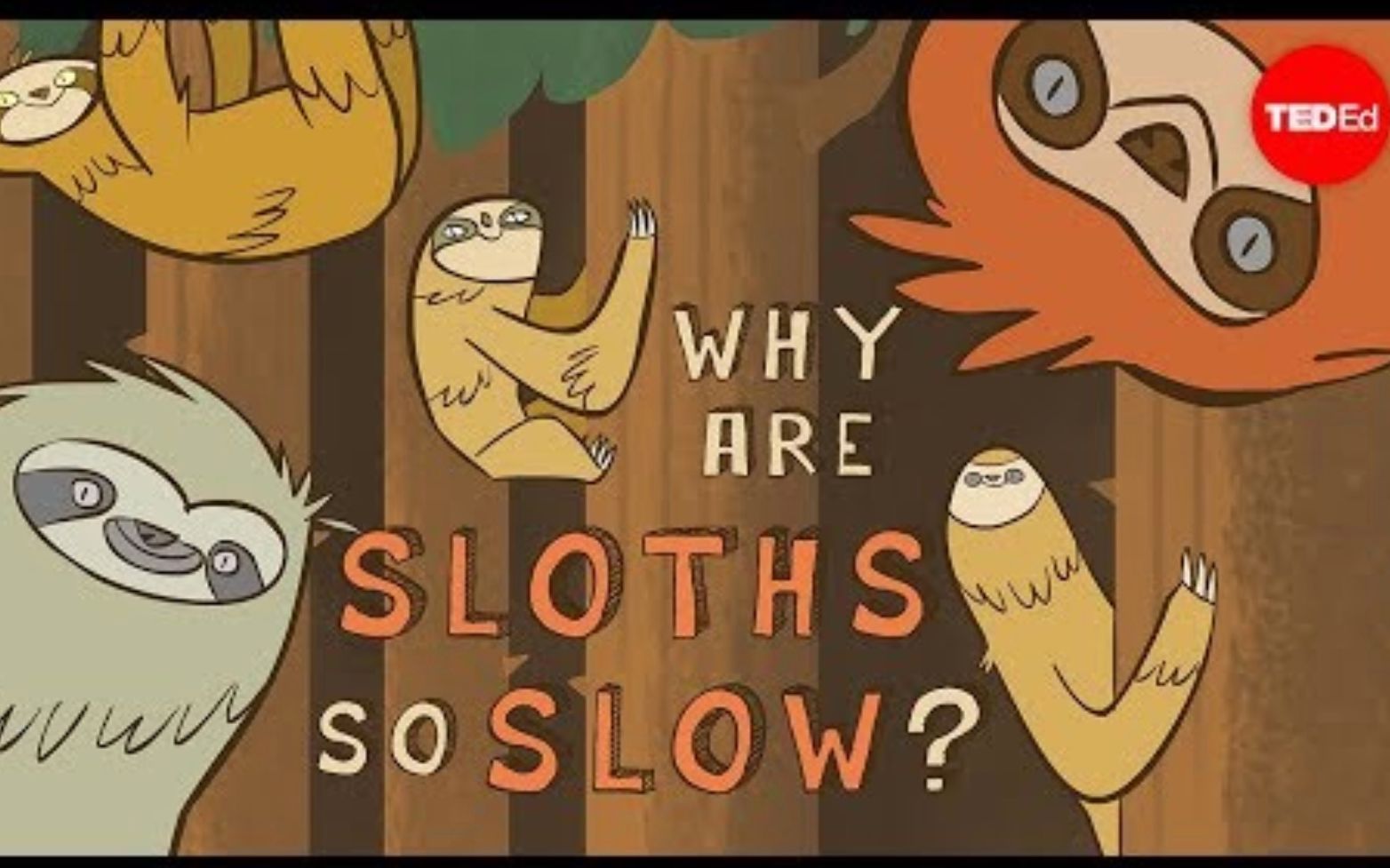 【ted-ed】為什麼樹懶動作這麼慢?why are sloths so slow