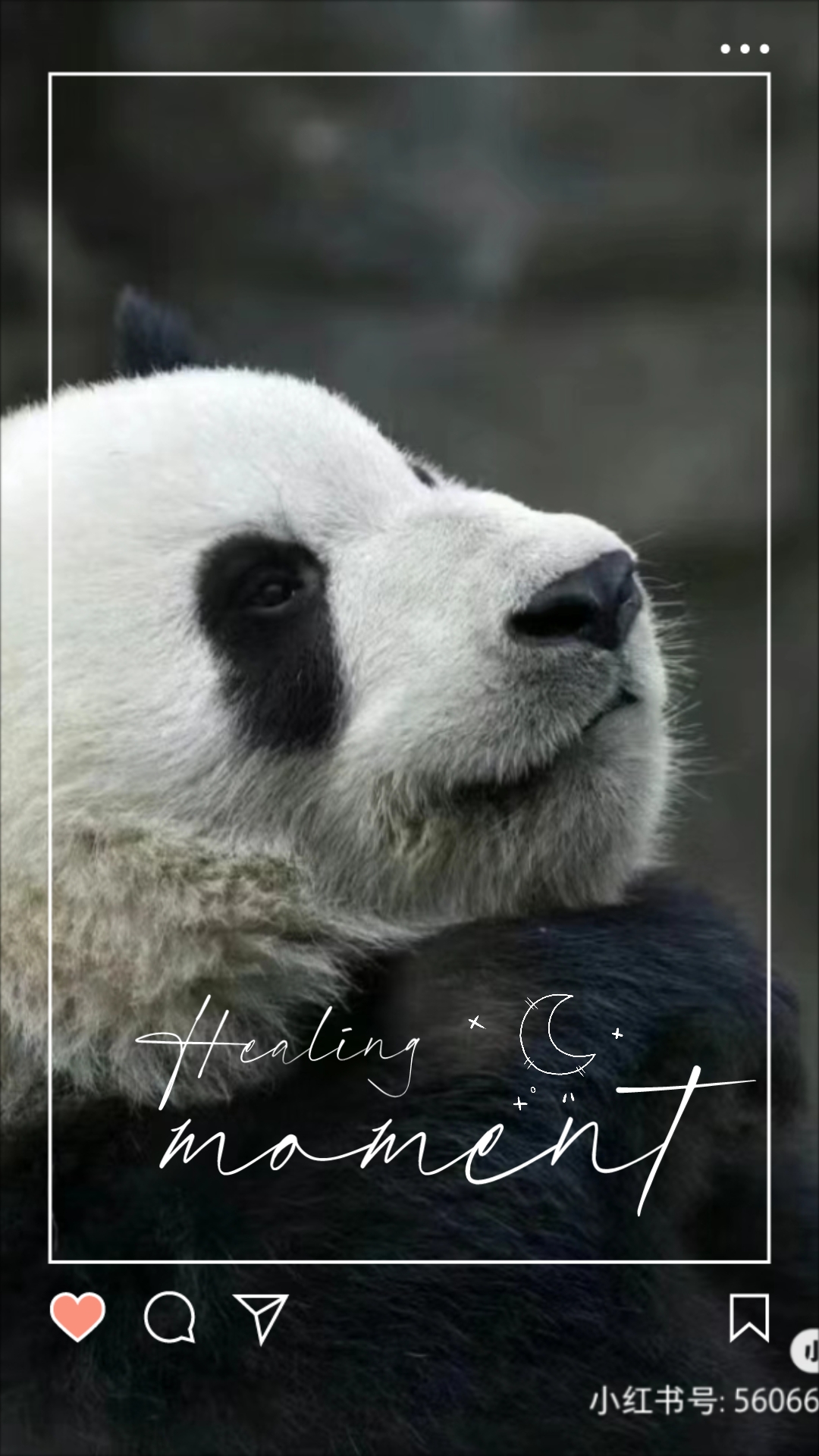 【大熊猫萌兰】主打的就是一个治愈