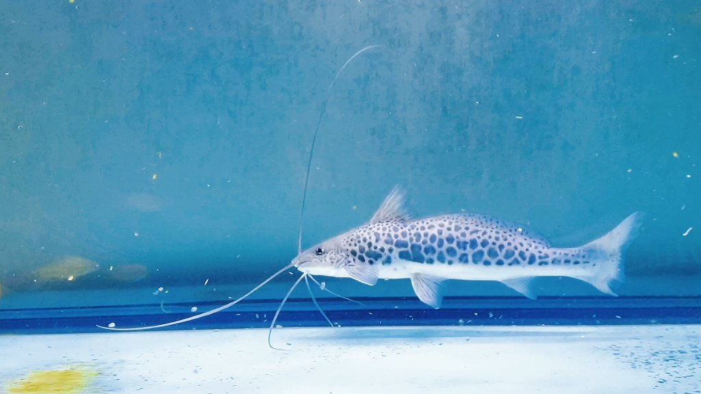 东沙鸭嘴#大鳍美须鲿