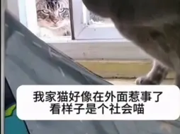 Download Video: 我家的猫好像在外面惹事了