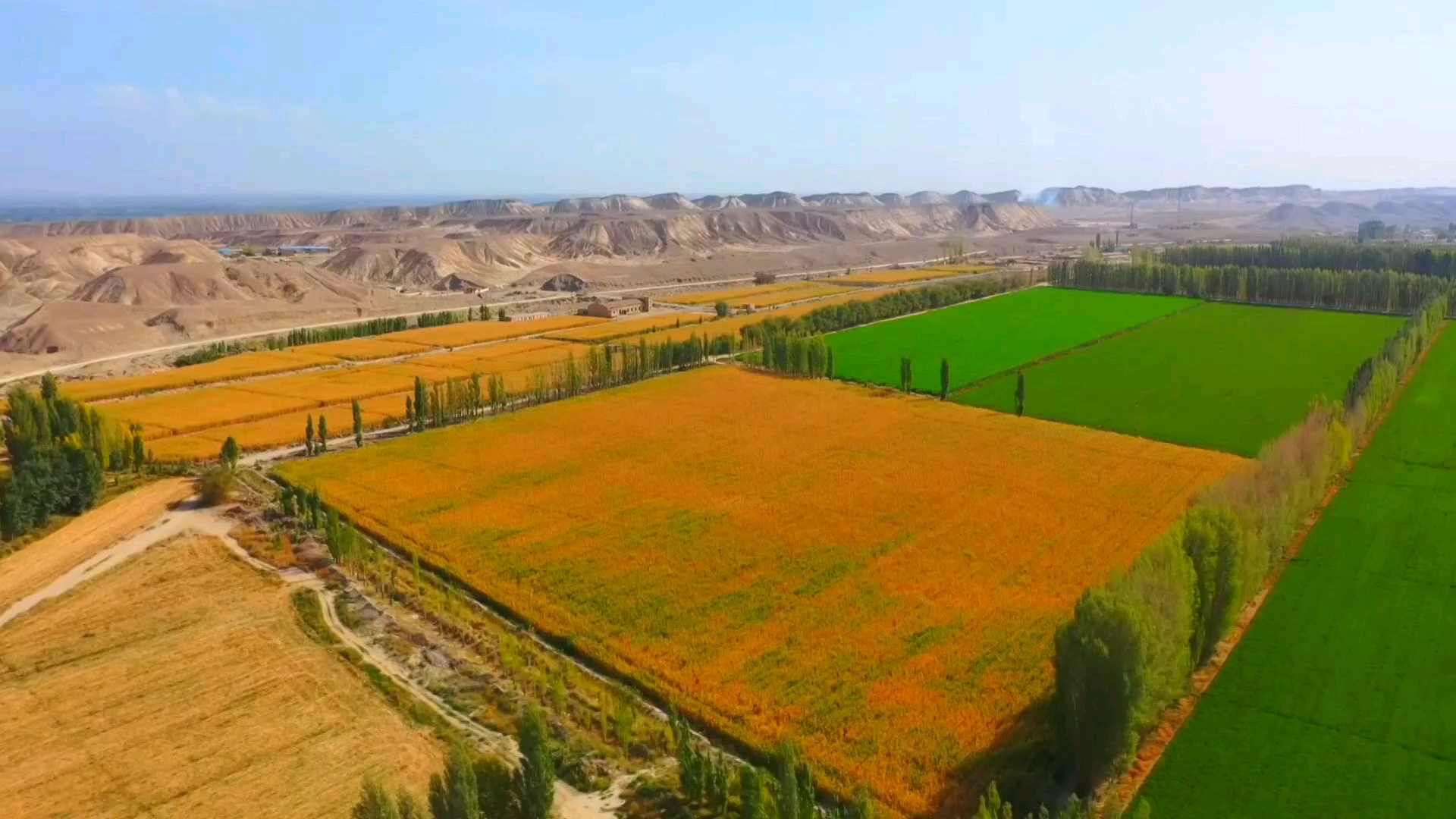 新疆兵团二师二十一团:制种玉米喜获丰收