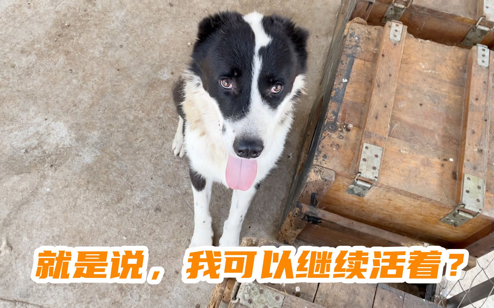 一只将被处死的中亚牧羊犬,我们又给了它一次做狗的机会哔哩哔哩bilibili