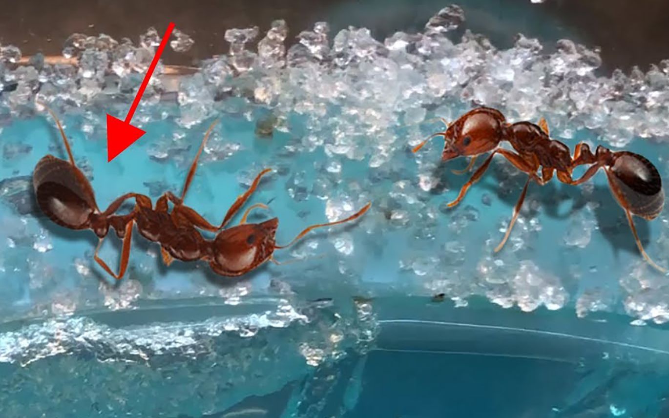 让一只活着的蚂蚁认为它已经死了,会发生什么?_哔哩哔哩_bilibili