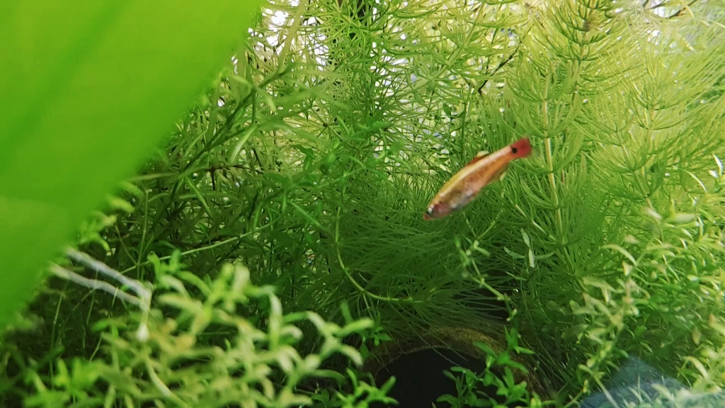 果然春天了,竹节草爆缸了已经