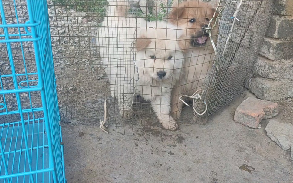 小时候陪伴的中华田园犬