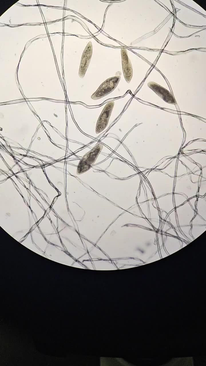 显微镜下可爱的草履虫