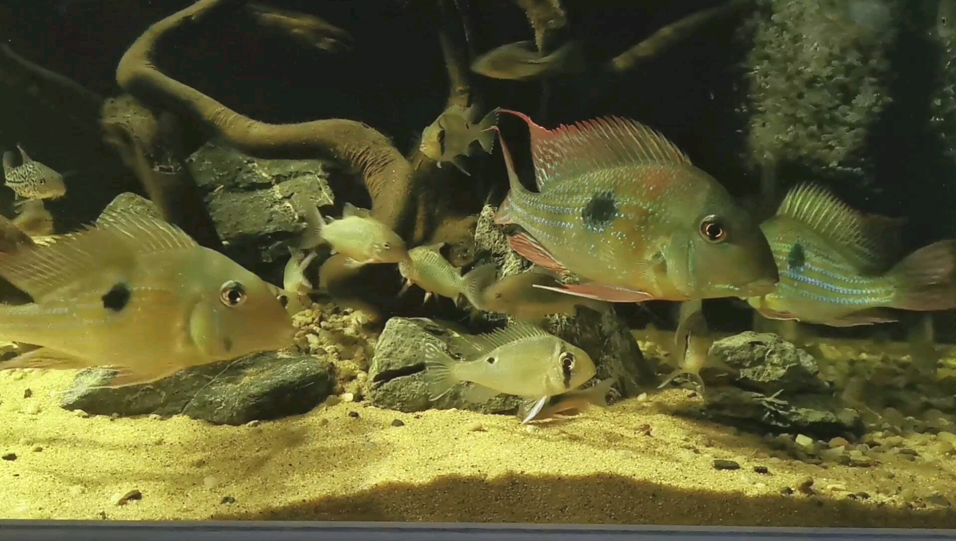 南美缸里面南美鱼,南美缸前你和我