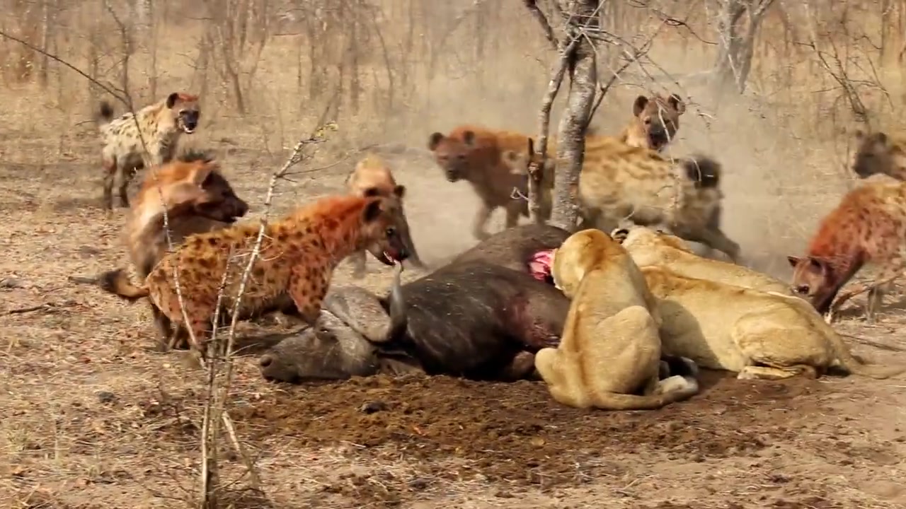 只因在鬣狗群中多看了一眼,狮子惨遭鬣狗追杀