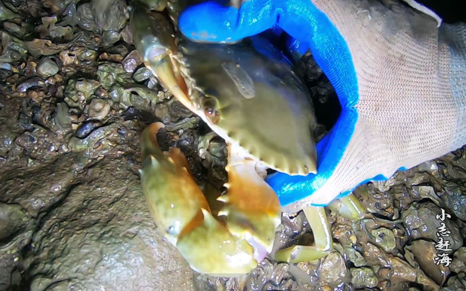 夜深人静小志独自一人赶海,石缝的青蟹都被他收了,好开心