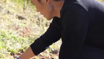 毅哥在专心的挖天麻，很卖力的样子