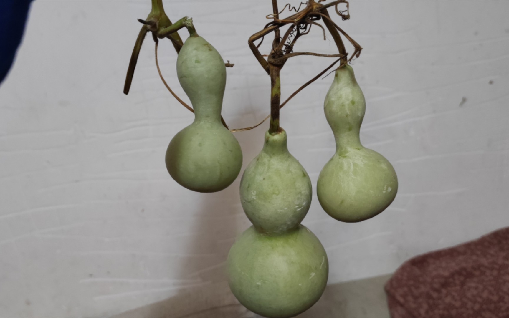 深秋,葫芦熟了,摘下来磨皮!