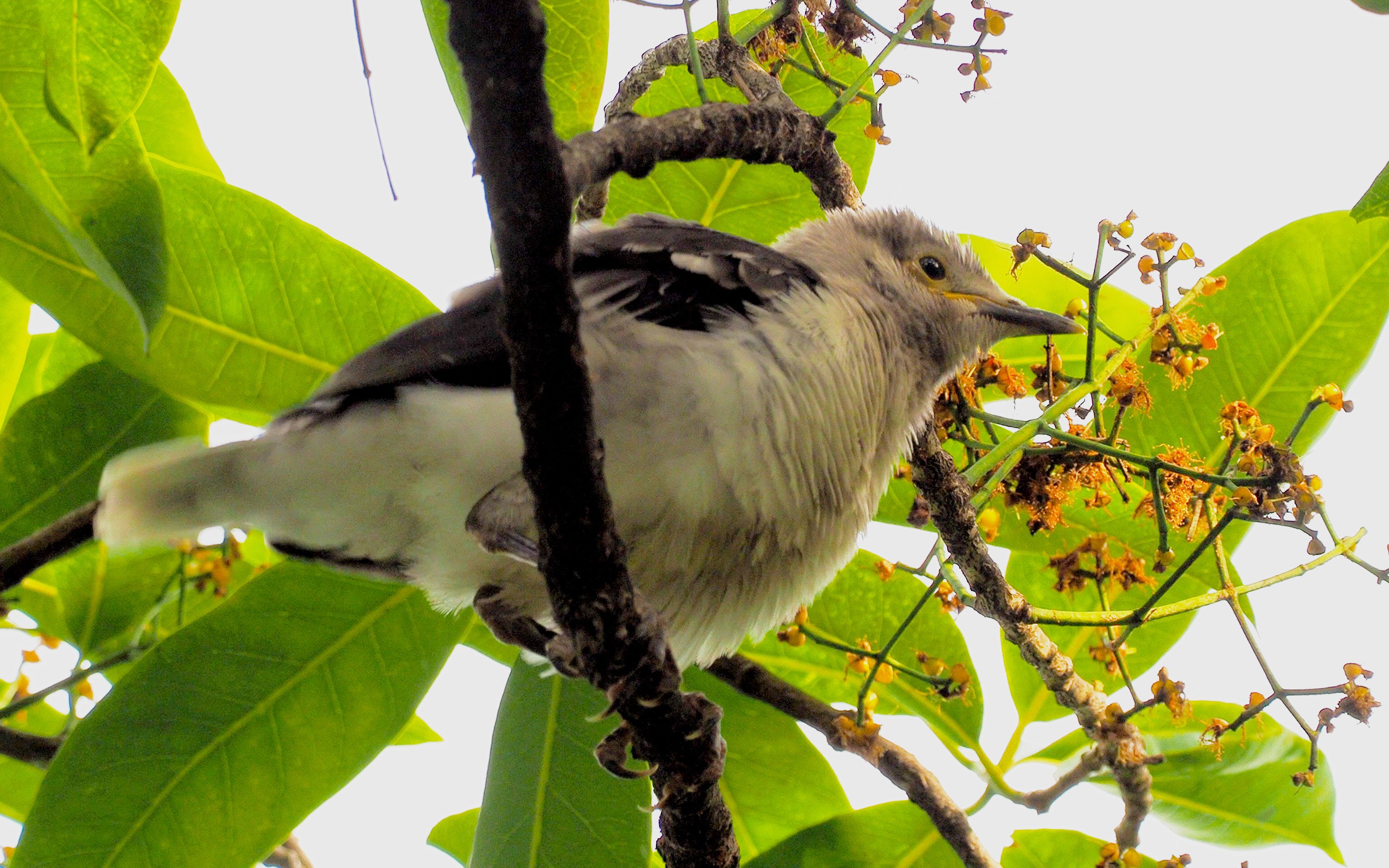 黑领椋鸟幼鸟独自在水翁树上边玩耍边等待亲鸟回来喂食_哔哩哔哩_bili